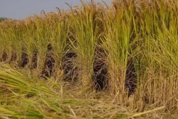 各类作物的需肥特点，要根据作物的特点及收获物的不同而施肥