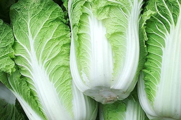 各类作物的需肥特点，要根据作物的特点及收获物的不同而施肥