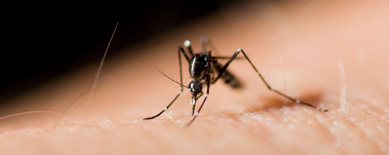 蚊子温度的耐受范围是多少