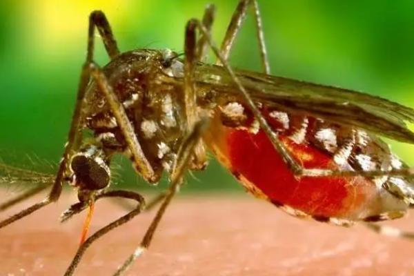 蚊子温度的耐受范围是多少，蚊子的适宜生长的气温是25-30℃