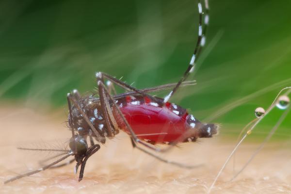 蚊子温度的耐受范围是多少，蚊子的适宜生长的气温是25-30℃