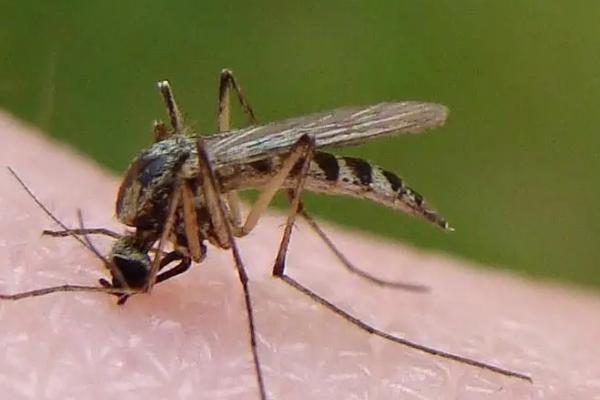 蚊子温度的耐受范围是多少，蚊子的适宜生长的气温是25-30℃