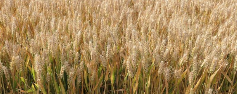 南阳小麦什么时候种植