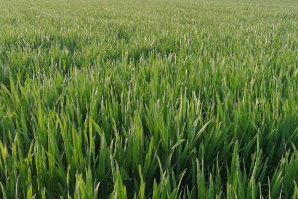 南阳小麦什么时候种植，播期应掌握在10月5至10月18日