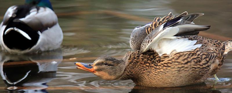 什么是水禽种苗