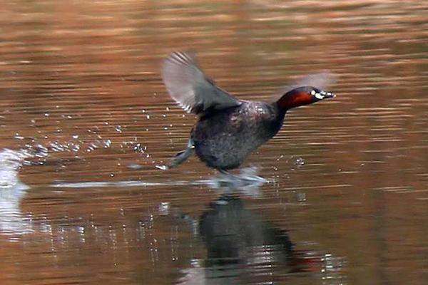 什么是水禽种苗，就是水禽育种生产出的水禽