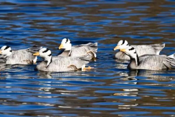 什么是水禽种苗，就是水禽育种生产出的水禽