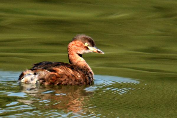 什么是水禽种苗，就是水禽育种生产出的水禽