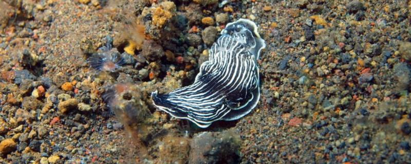 海蛞蝓有没有毒