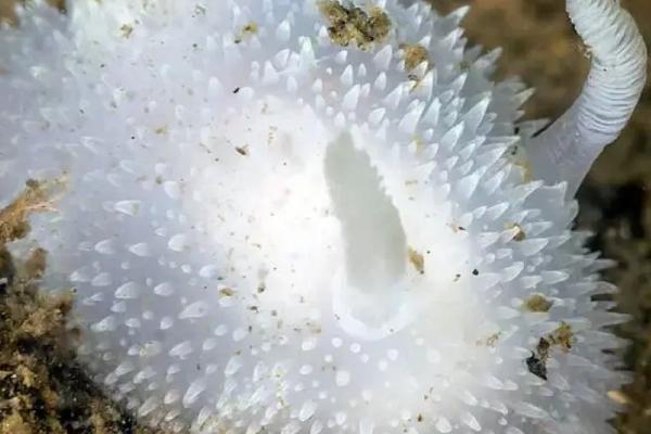 海蛞蝓有毒吗，在外套膜的前方有一个毒腺分泌有毒的液体