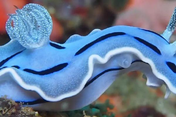 海蛞蝓有毒吗，在外套膜的前方有一个毒腺分泌有毒的液体