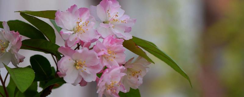海棠花的花语