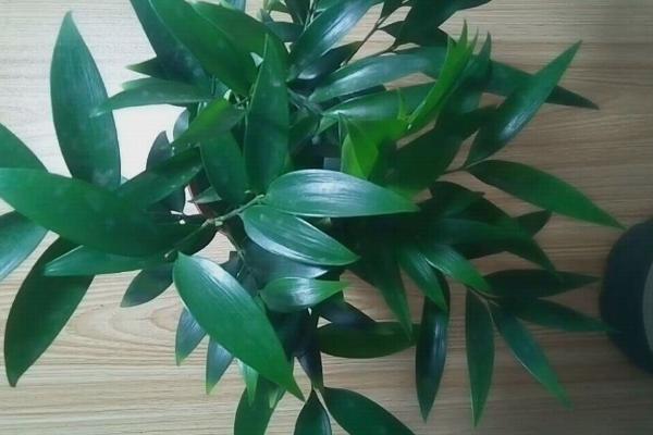 怎么给竹柏换盆，轻拍盆缘使根系松动、再取出植株转移至新盆即可