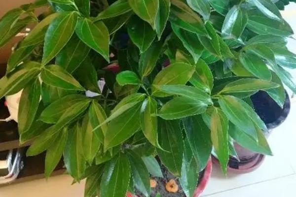 怎么给竹柏换盆，轻拍盆缘使根系松动、再取出植株转移至新盆即可