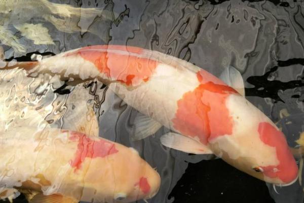 锦鲤的产卵数量，一次可产下20-40万枚左右