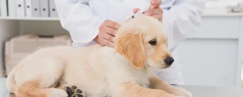 狗狗第三针疫苗可以和狂犬一起打吗