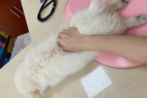 狗狗第三针疫苗可以和狂犬一起打吗，需根据其自身的情况而定