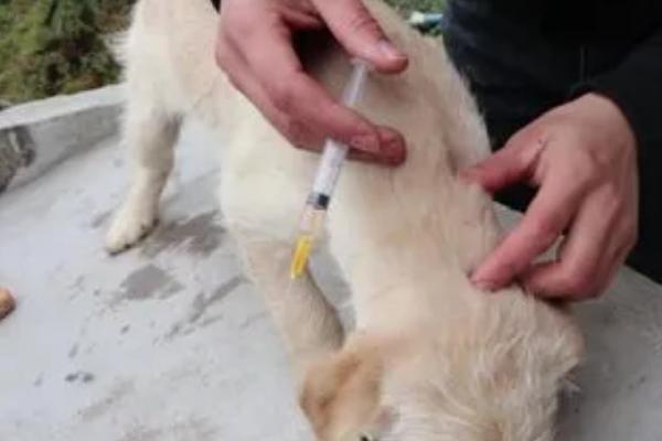 狗狗第三针疫苗可以和狂犬一起打吗，需根据其自身的情况而定