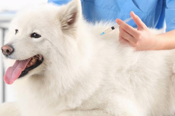 狗狗第三针疫苗可以和狂犬一起打吗，需根据其自身的情况而定