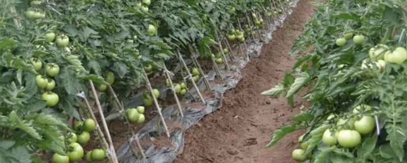 种过番茄的土地还能种哪些作物