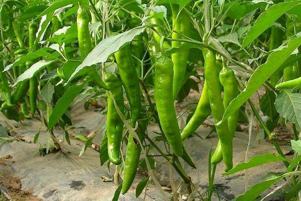 种过番茄的土地还能种哪些作物，豆类、苞谷、地瓜、韭菜等作物