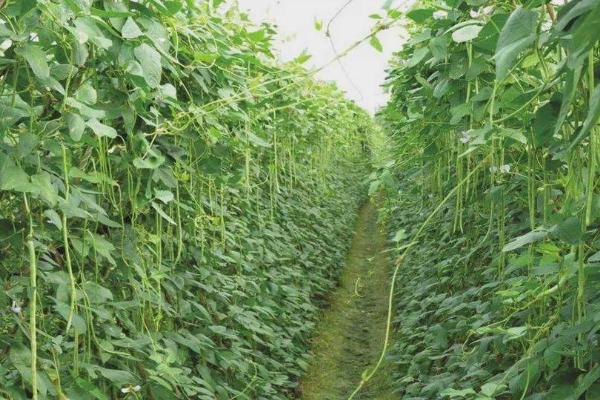 种过番茄的土地还能种哪些作物，豆类、苞谷、地瓜、韭菜等作物