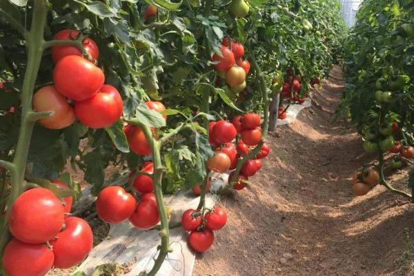 种过番茄的土地还能种哪些作物，豆类、苞谷、地瓜、韭菜等作物