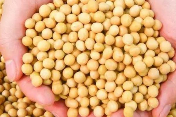 大豆播前种子如何处理，首先对种子进行严格清选
