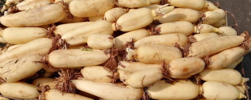 莲藕的种植条件