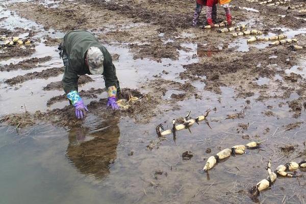 莲藕的种植条件，水温一定要保持在20-25°C左右