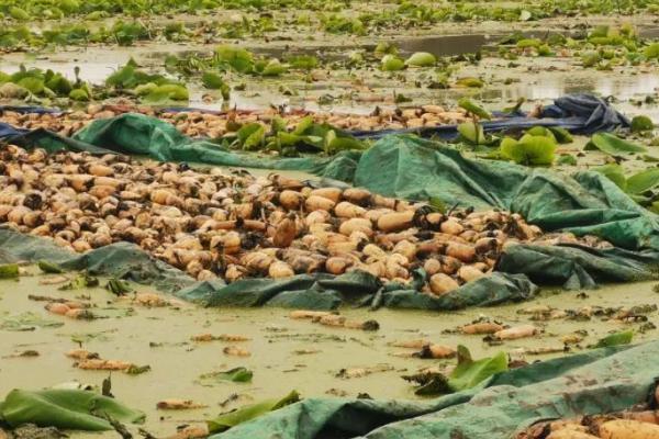 莲藕的种植条件，水温一定要保持在20-25°C左右