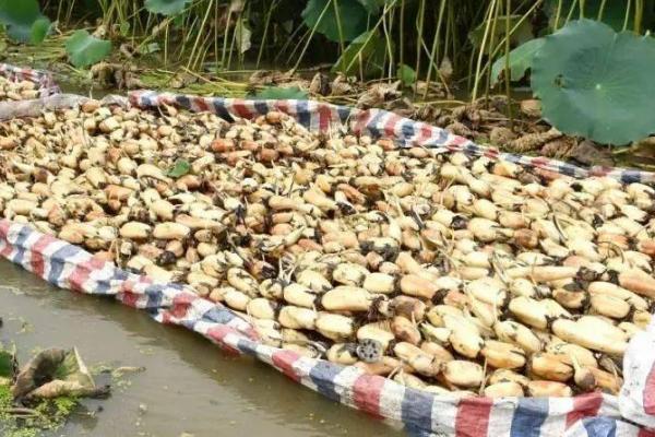 莲藕的种植条件，水温一定要保持在20-25°C左右