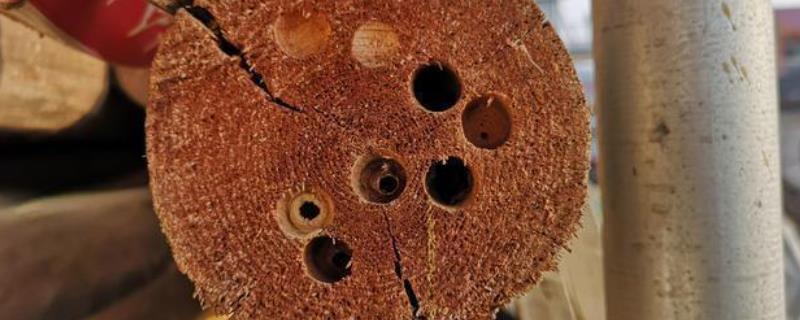 蜂钻房木梁如何解决