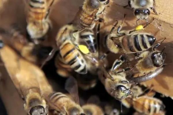 蜂钻房木梁如何解决，涂刷油漆可以起到驱赶作用