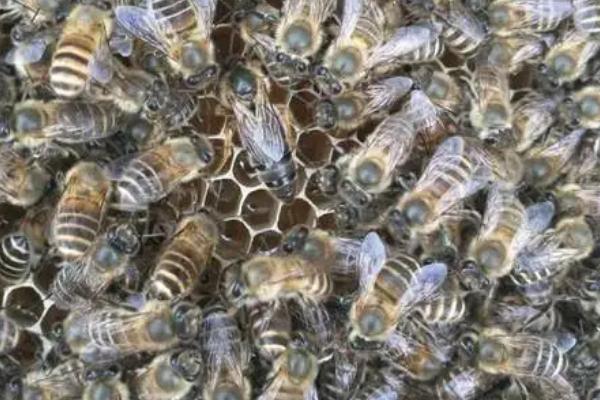 蜂钻房木梁如何解决，涂刷油漆可以起到驱赶作用