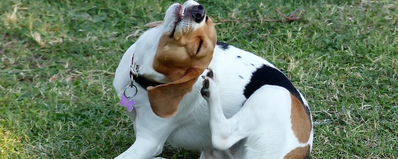 狗狗一直挠耳朵甩头是怎么回事