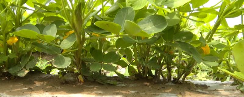 花生覆膜影响果针下扎吗