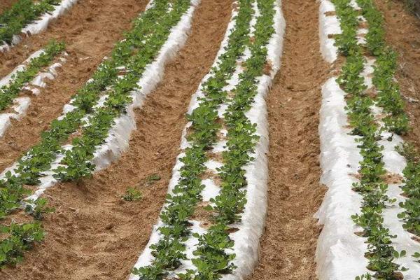 花生覆膜影响果针下扎吗，花生下针是可以穿透覆膜的