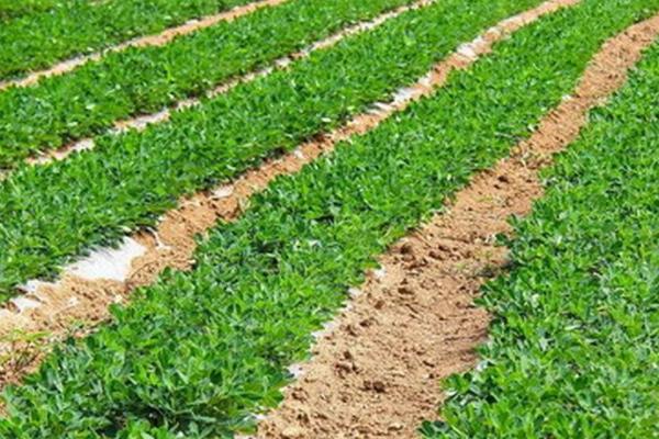 花生覆膜影响果针下扎吗，花生下针是可以穿透覆膜的