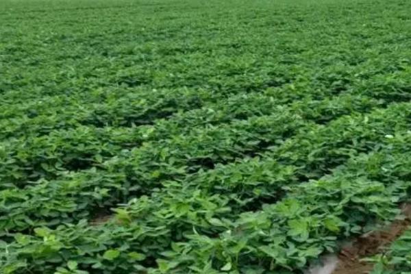 花生覆膜影响果针下扎吗，花生下针是可以穿透覆膜的