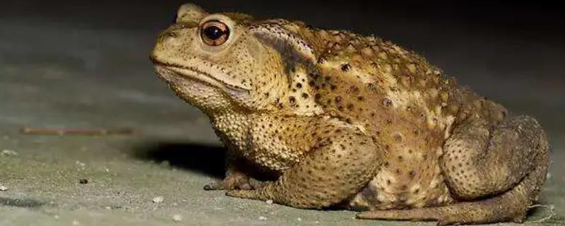 蟾蜍有毒吗