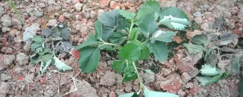 草莓有哪些土传病害