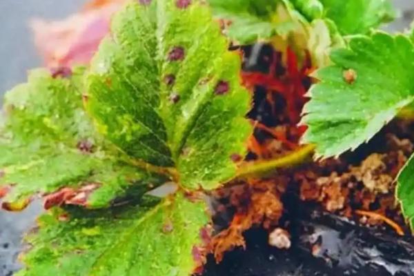 草莓有哪些土传病害，包括根腐病、黄萎病、枯萎病等种类