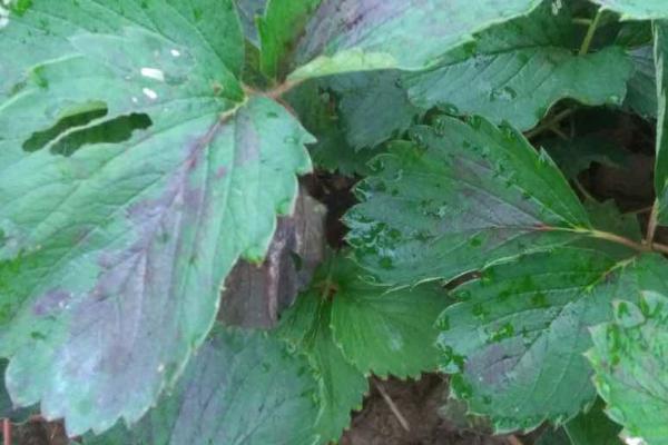 草莓有哪些土传病害，包括根腐病、黄萎病、枯萎病等种类