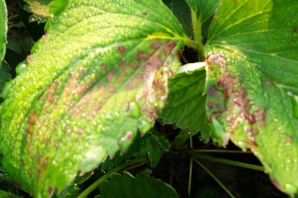 草莓有哪些土传病害，包括根腐病、黄萎病、枯萎病等种类