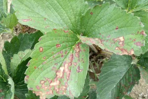 草莓有哪些土传病害，包括根腐病、黄萎病、枯萎病等种类