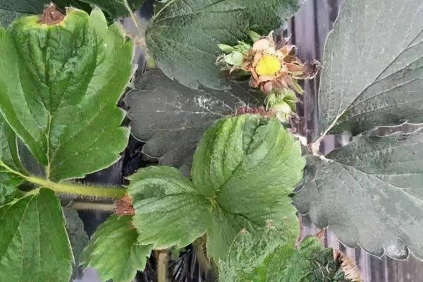 草莓有哪些土传病害，包括根腐病、黄萎病、枯萎病等种类