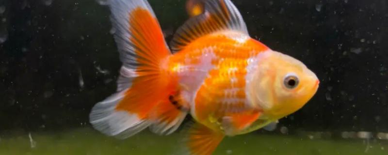 泰狮需要用深水养的原因