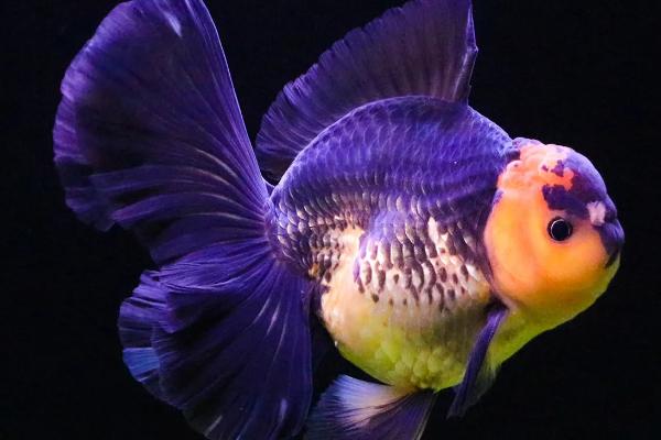 泰狮需要用深水养的原因，高水位可增加观赏性