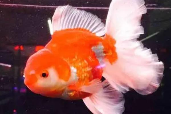 泰狮需要用深水养的原因，高水位可增加观赏性